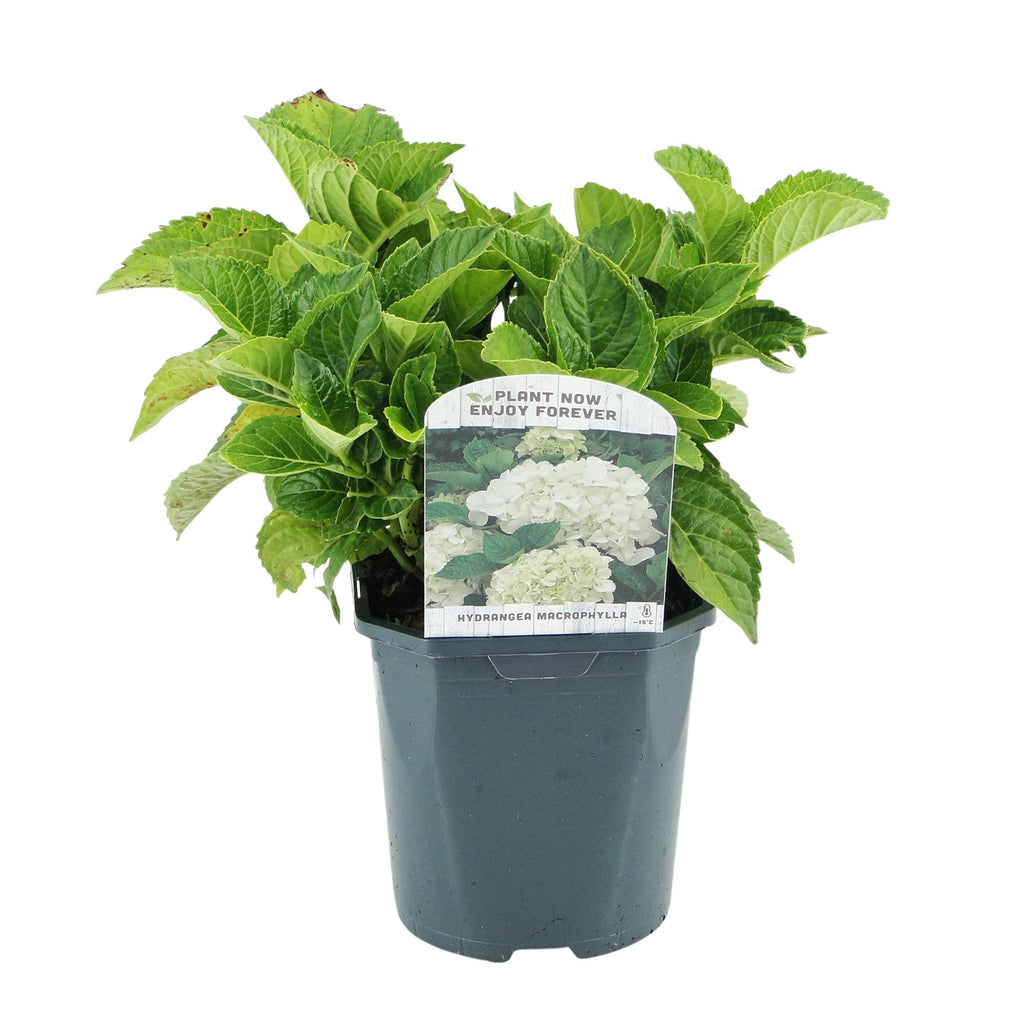 Hortensia - Hydrangea macrophylla Blue - Bloem Wit - 1 Plant - Bladverliezend - Weinig Onderhoud - Pot 17cm Hoogte 30cm