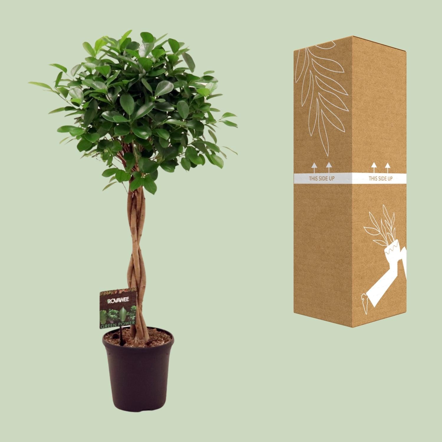 Ficus Micr. Moclame - Ø23cm - ↕100- 110cm