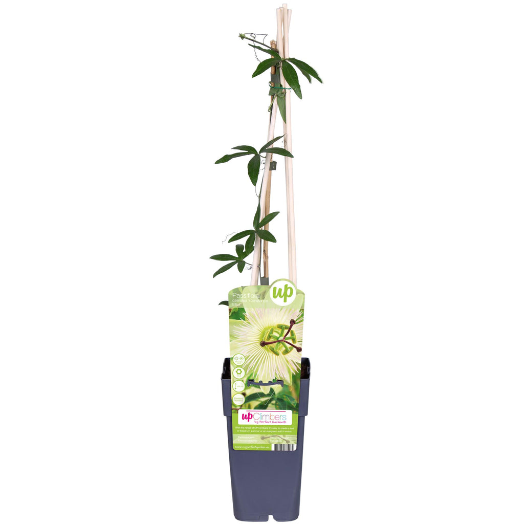 Passiflora wit caerulea 'Constance Elliot' - Ø15cm - ↕65cm