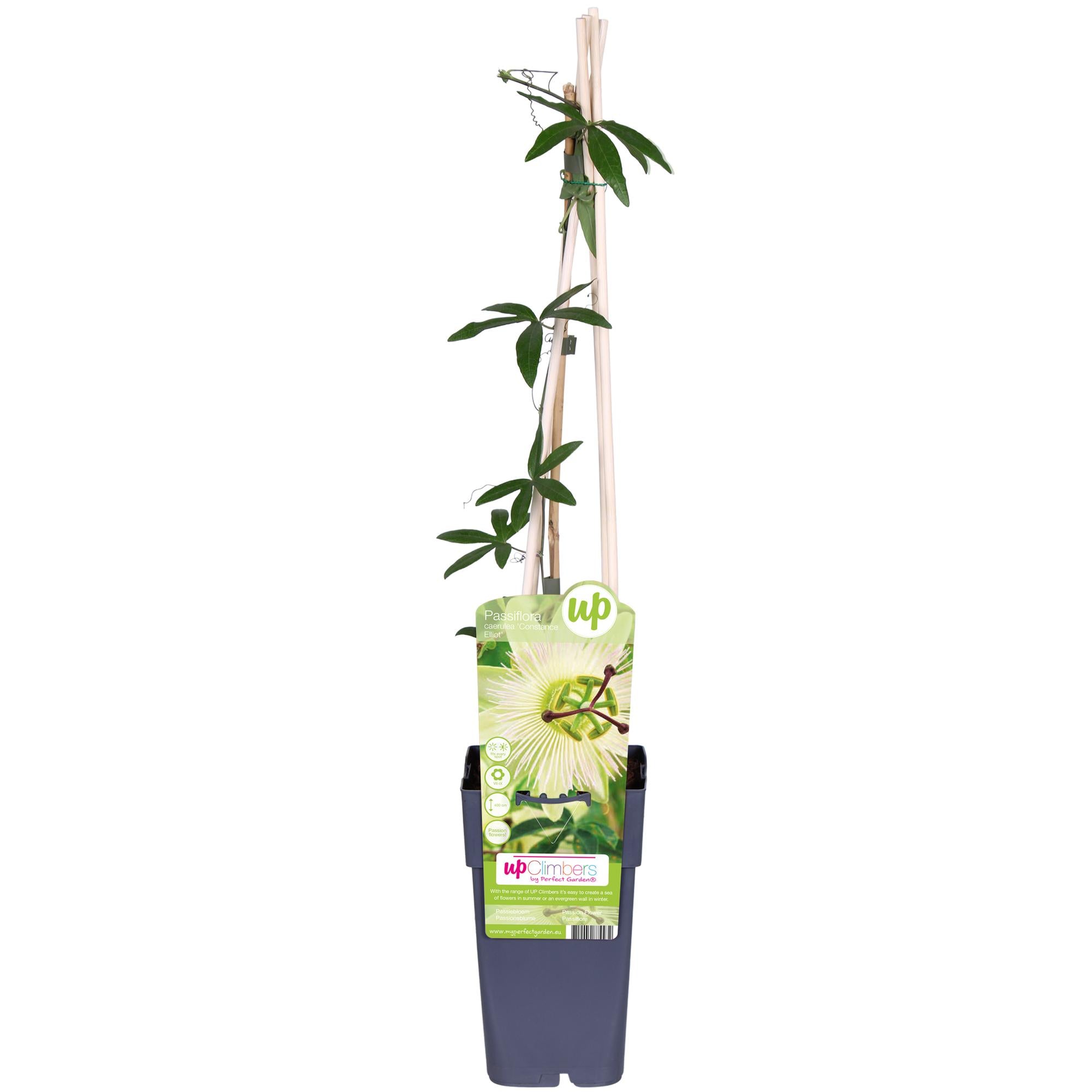 Passiflora wit caerulea 'Constance Elliot' - Ø15cm - ↕65cm
