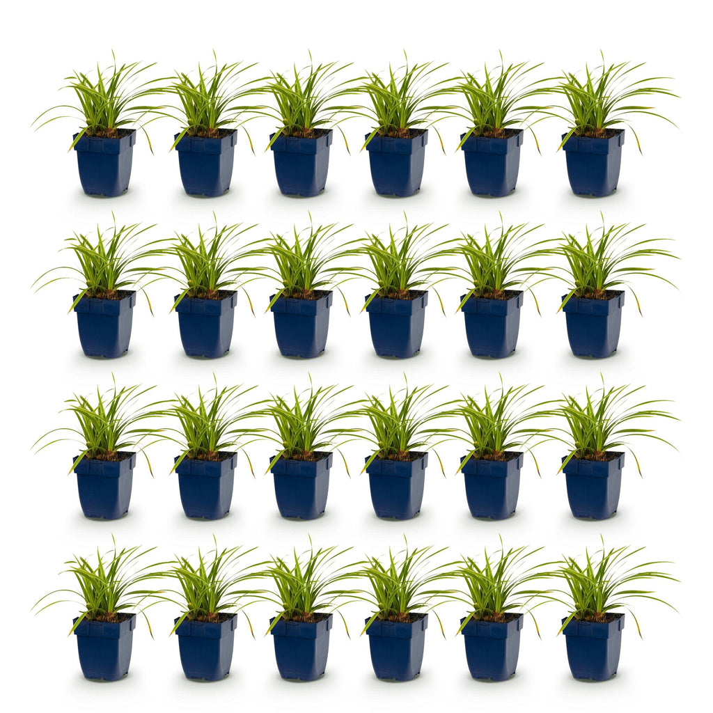 Grassen - Carex morrowii Ice Dance - Japanse Zegge - Groenblijvend - Creme-Groen - 24 Planten - Pot 11cm - Hoogte 15-25cm