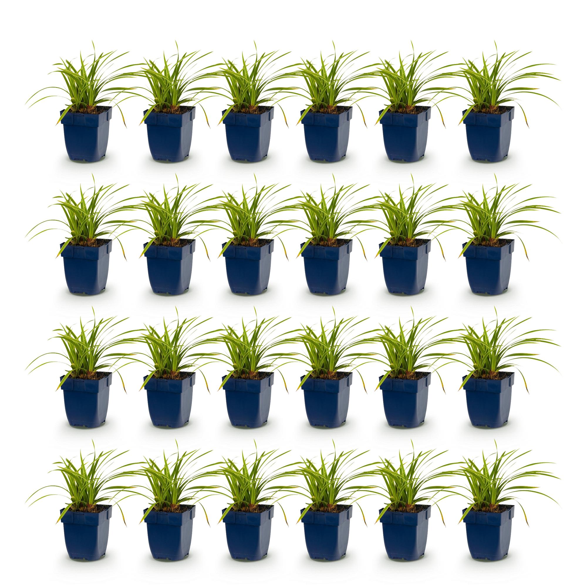 Grassen - Carex morrowii Ice Dance - Japanse Zegge - Groenblijvend - Creme-Groen - 24 Planten - Pot 11cm - Hoogte 15-25cm