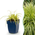 Grassen - Carex oshimensis Evergold - Japanse Zegge - Groenblijvend - Geel-Groen - 6 Planten - Pot 11cm - Hoogte 15-25cm
