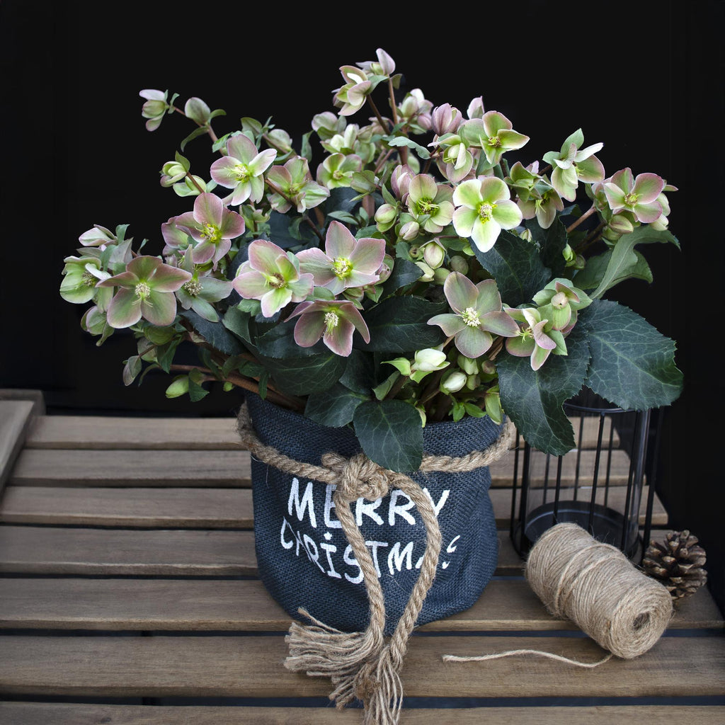 Tuinplant - Lenten Rose -  Helleborus Angels Glow - Roze Bloem - Groenblijvend - Pot 19cm Hoogte 50cm