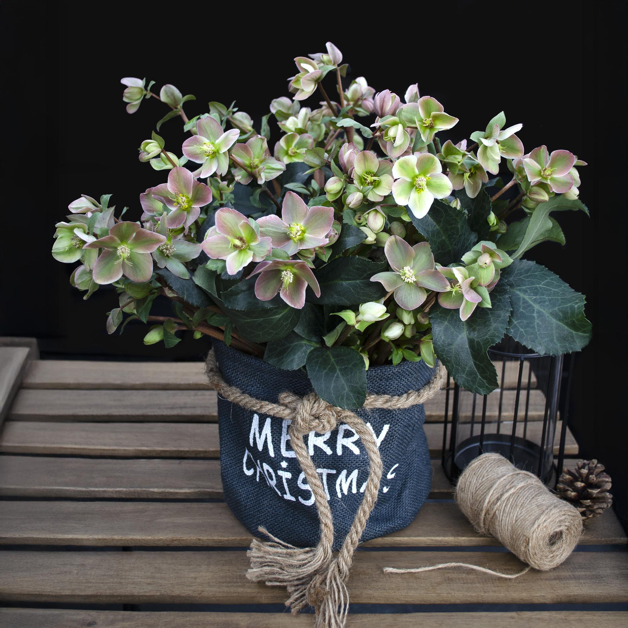 Tuinplant - Lenten Rose -  Helleborus Angels Glow - Roze Bloem - Groenblijvend - Pot 19cm Hoogte 50cm