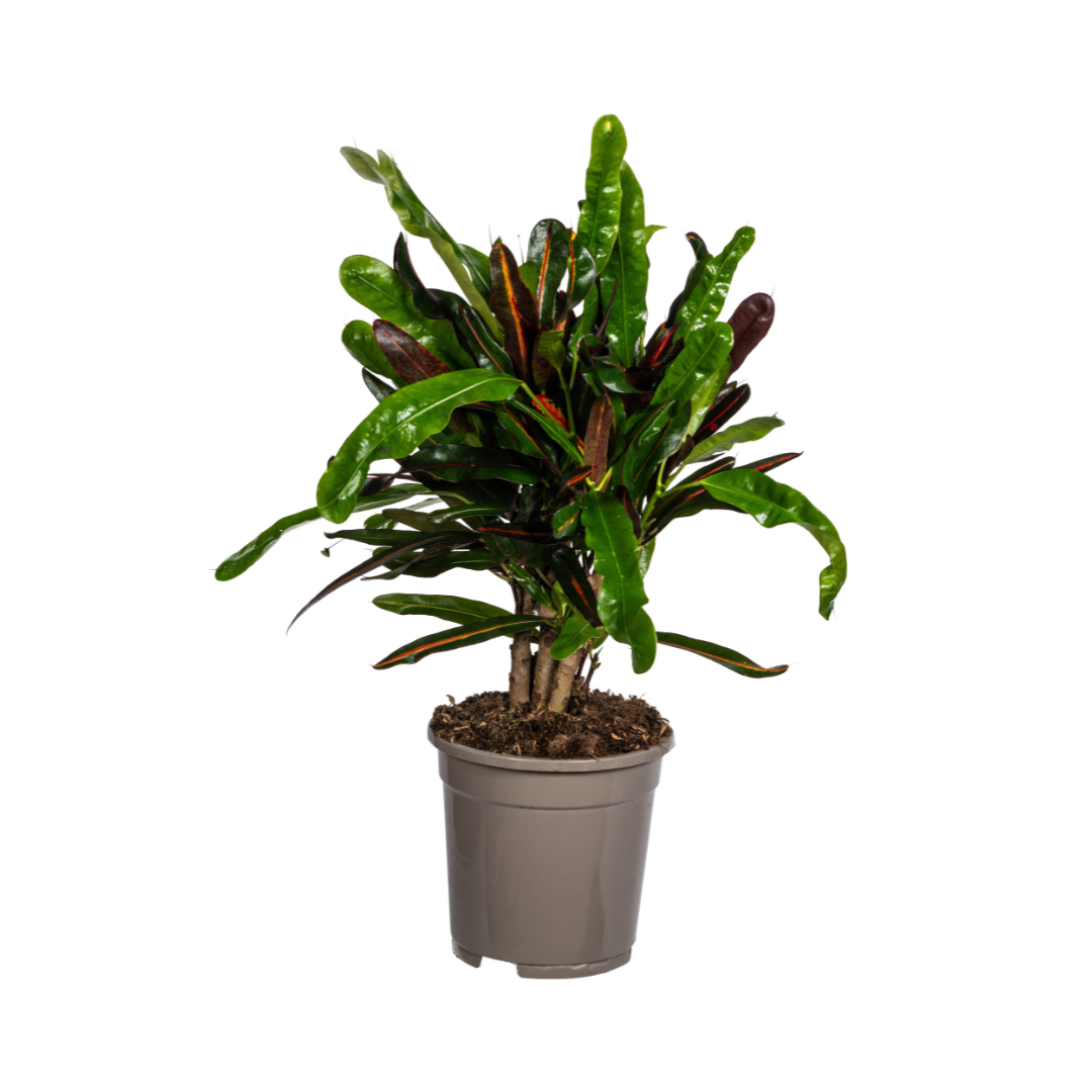 Codiaeum 'Croton' Mamey Ø17cm - ↕40 - 60cm