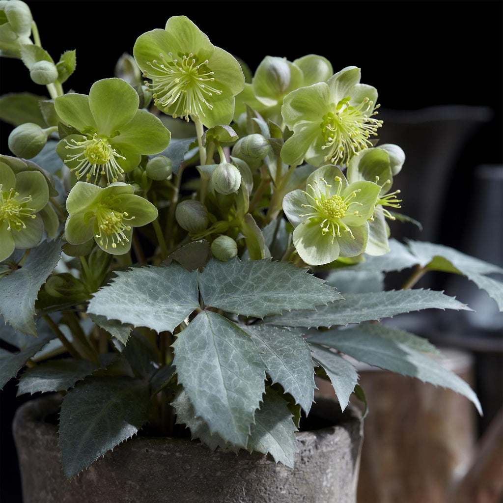 Tuinplant - Lenten Rose - Helleborus sternii Silver Dollar - Groene  Bloem -2 Planten- Groenblijvend - Pot 14cm Hoogte 35cm