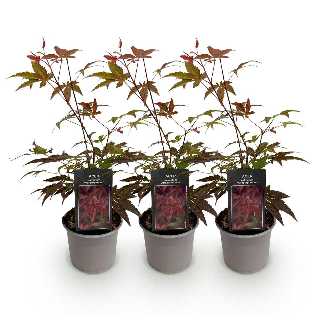 Tuinplant - Acer palmatum Atropurpureum - Paars - 3 Planten - Blad verliezend - Weinig Onderhoud - Pot 12cm Hoogte 35cm