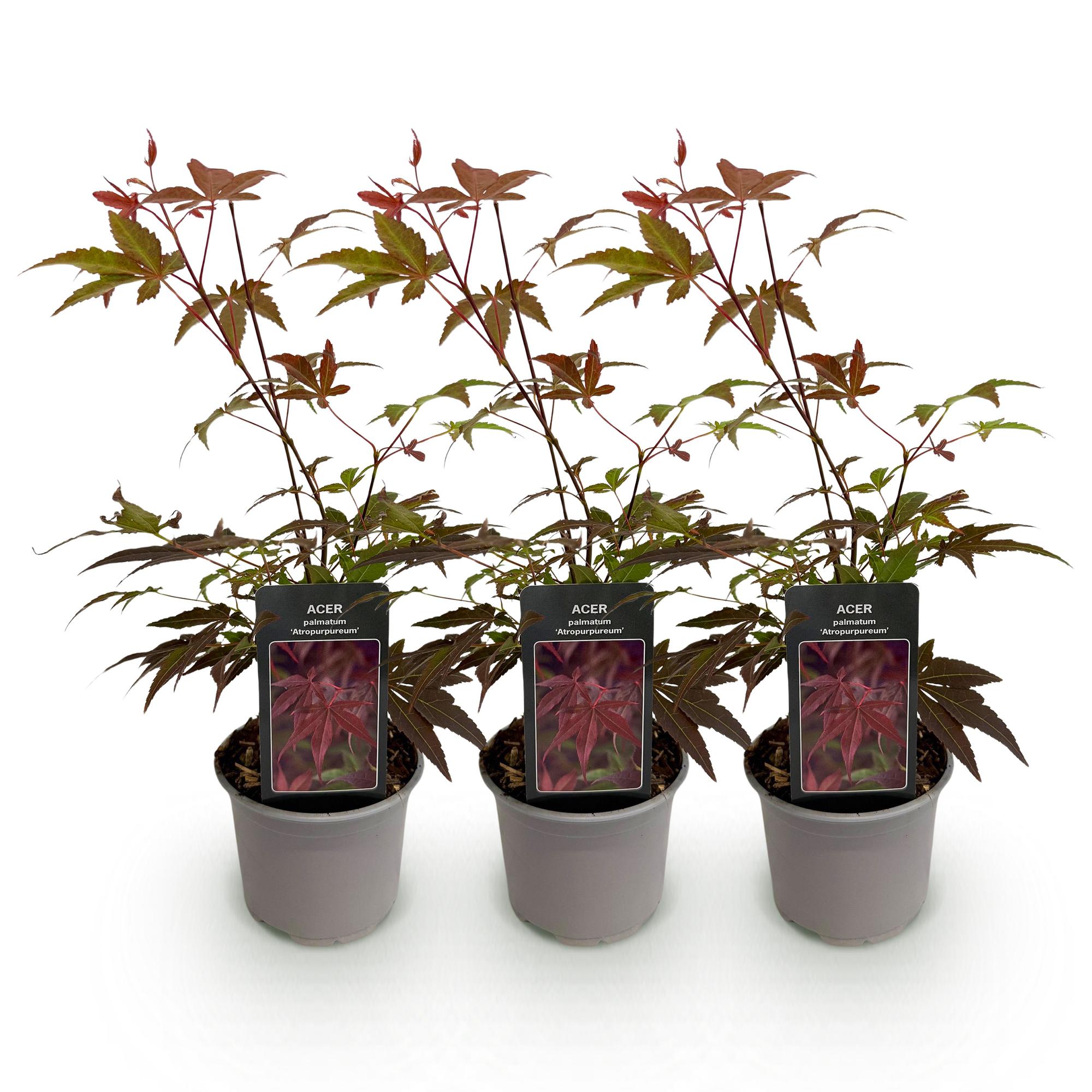 Tuinplant - Acer palmatum Atropurpureum - Paars - 3 Planten - Blad verliezend - Weinig Onderhoud - Pot 12cm Hoogte 35cm