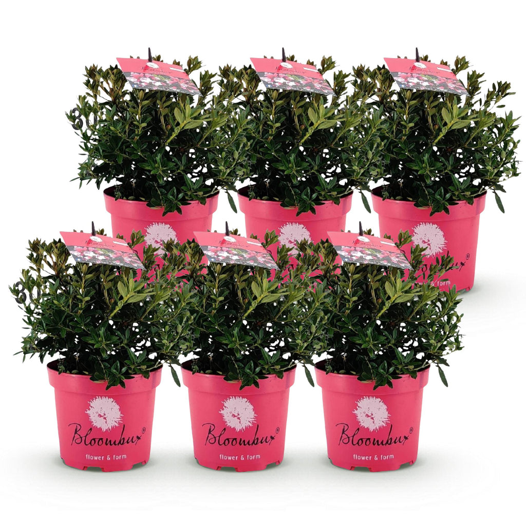 Dwerg Rhododendron - Rhododendron Bloombux Magenta - Bloeiende Buxus - Weinig Onderhoud - Roze Bloem - 6 Planten - Pot 17cm - Hoogte 30-40cm