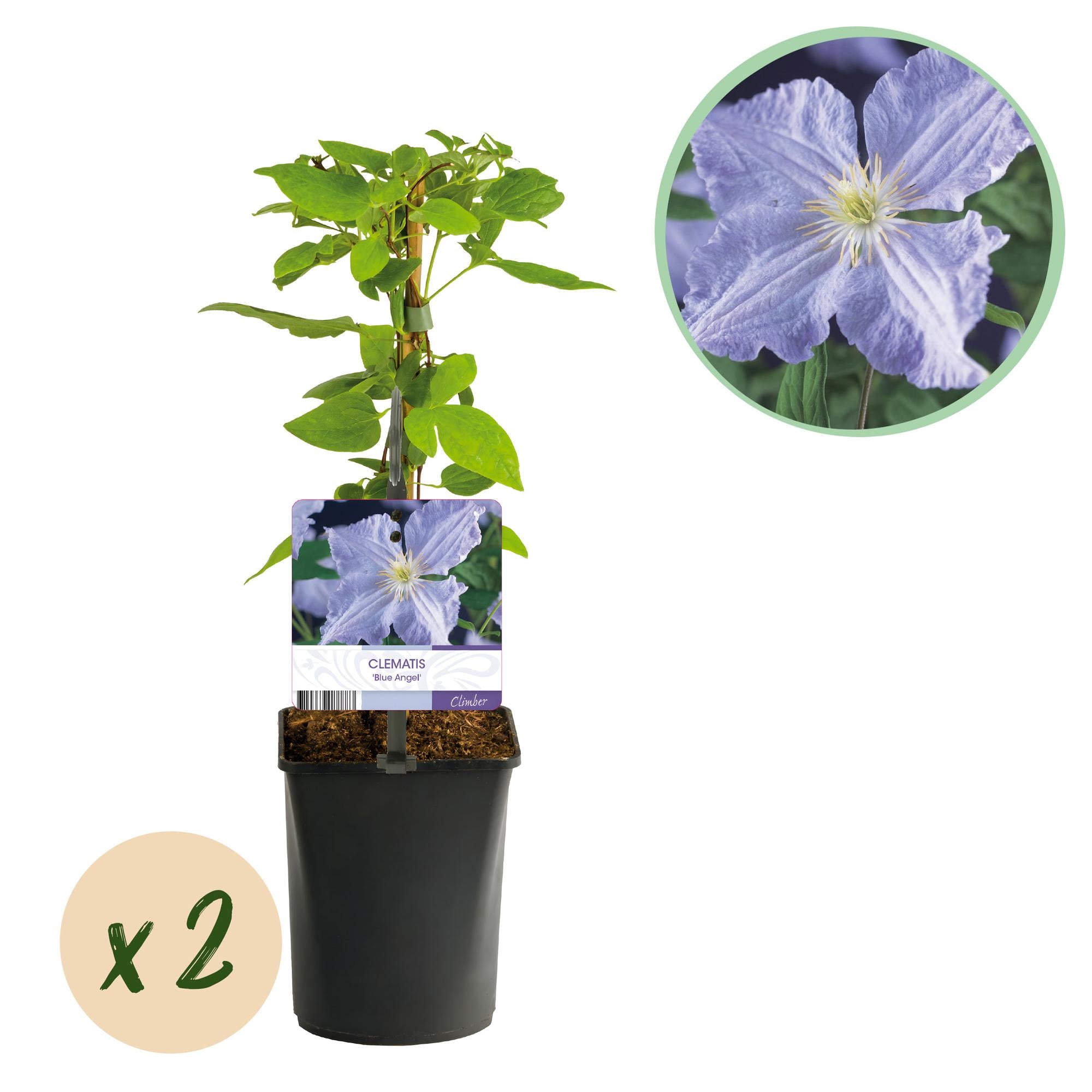 Klimplant - Clematis Blue Angel - Bloem Licht Blauw - Weinig onderhoud -2 planten -  Pot 11cm Hoogte 40cm