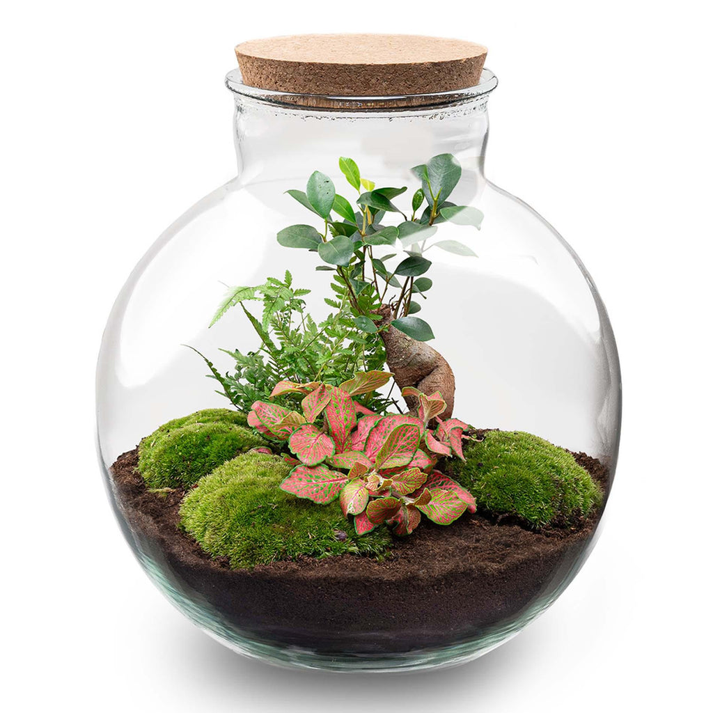 DIY Planten terrarium - Bolder Bob Bonsai - Ø 31 cm ↑ 30 cm - Zonder tools