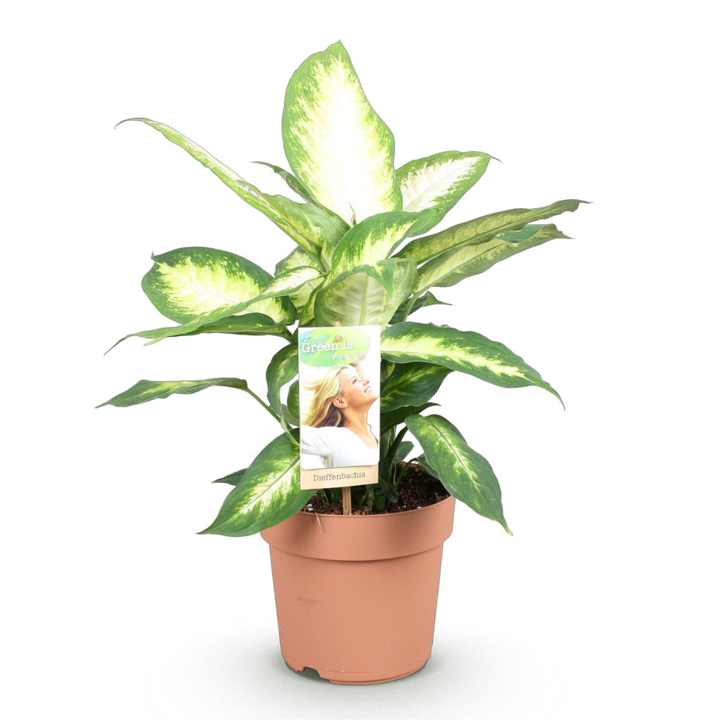 Green is... Kamerplanten - Diefenbachia Camilla - Dieffenbachia - Weinig onderhoud - Groen - 1 Plant - Pot 17cm - Hoogte 45-50cm