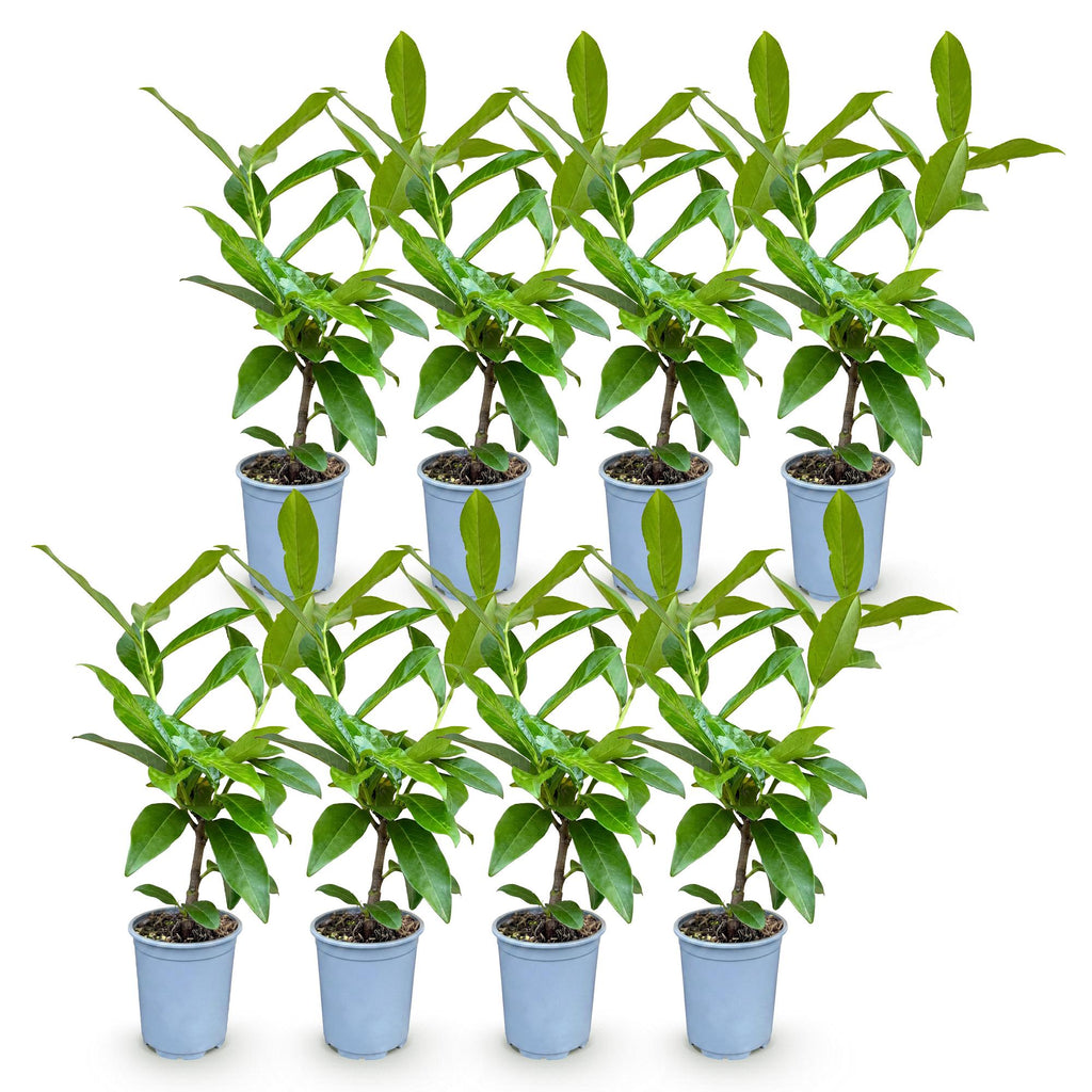 8x Prunus laur. Novita - Laurierkers - Haagplanten - Groenblijvend - Groen - Pot 9cm - Hoogte 25-35cm