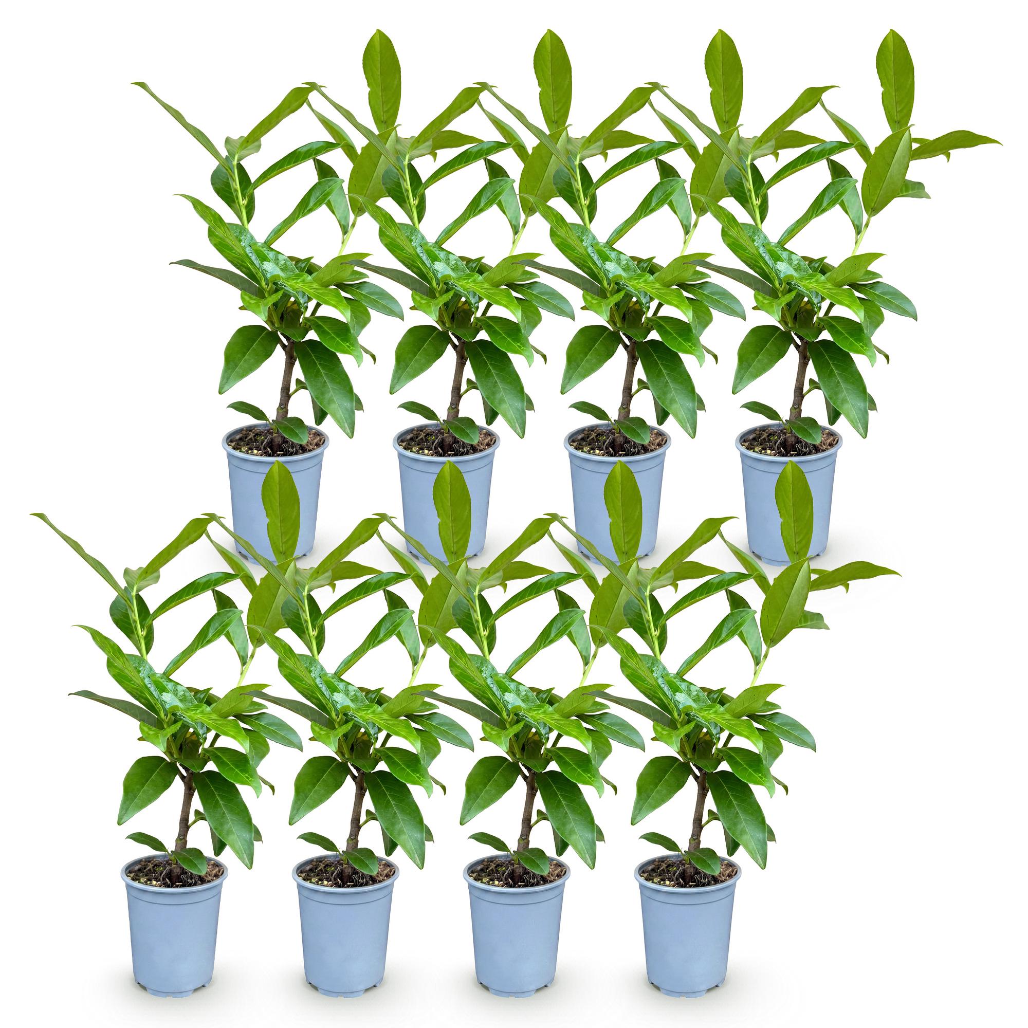 8x Prunus laur. Novita - Laurierkers - Haagplanten - Groenblijvend - Groen - Pot 9cm - Hoogte 25-35cm