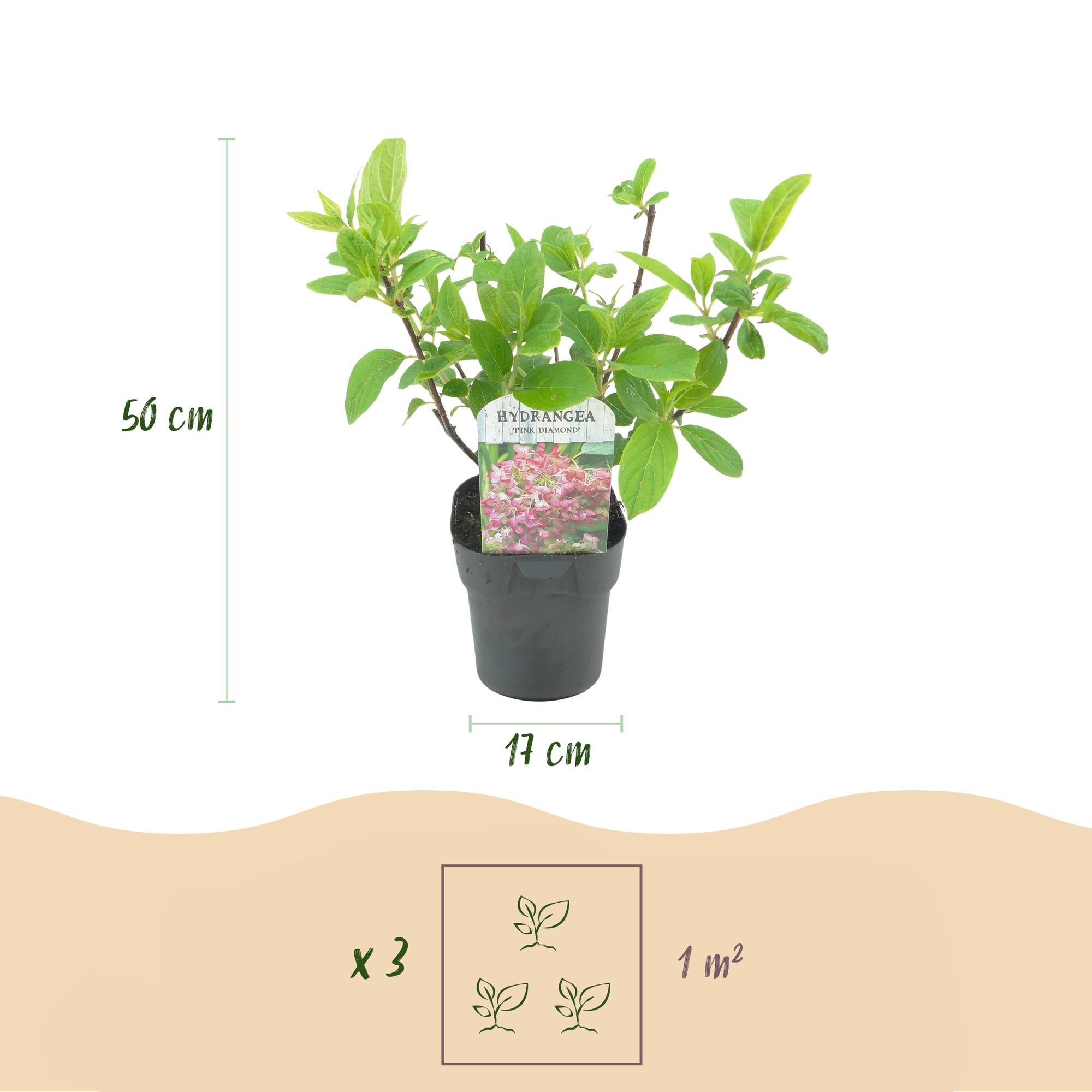 Pluim Hortensia - Hydrangea panniculata Pink Diamond - Bloem Wit Roze  - 1 Plant - Bladverliezend - Grote Bloemen - Pot 17cm Hoogte 50cm