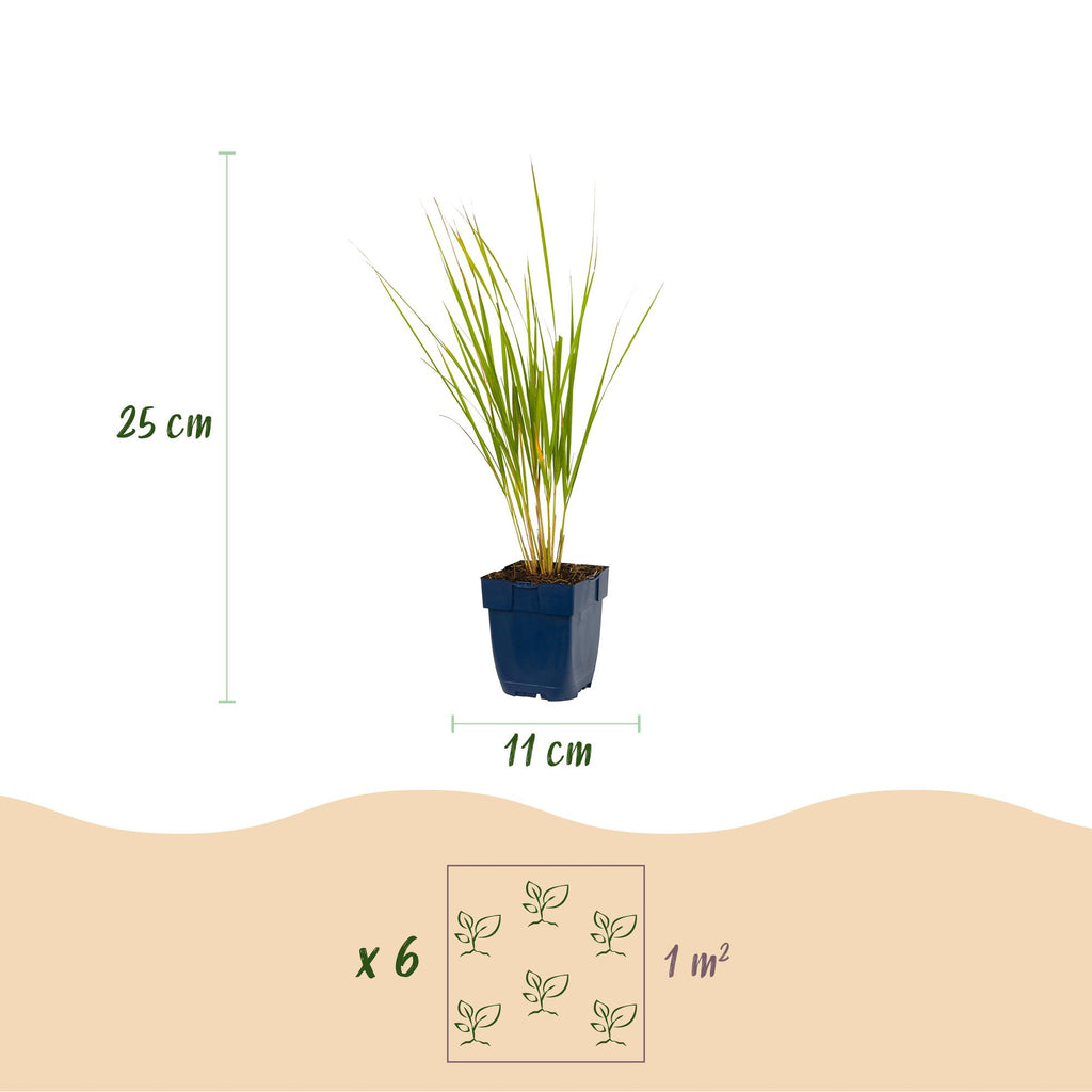 Grassen - Calamagrostis Karl Foerster - Struisriet - Met Pluim - Groen - 24 Planten - Pot 11cm - Hoogte 15-25cm