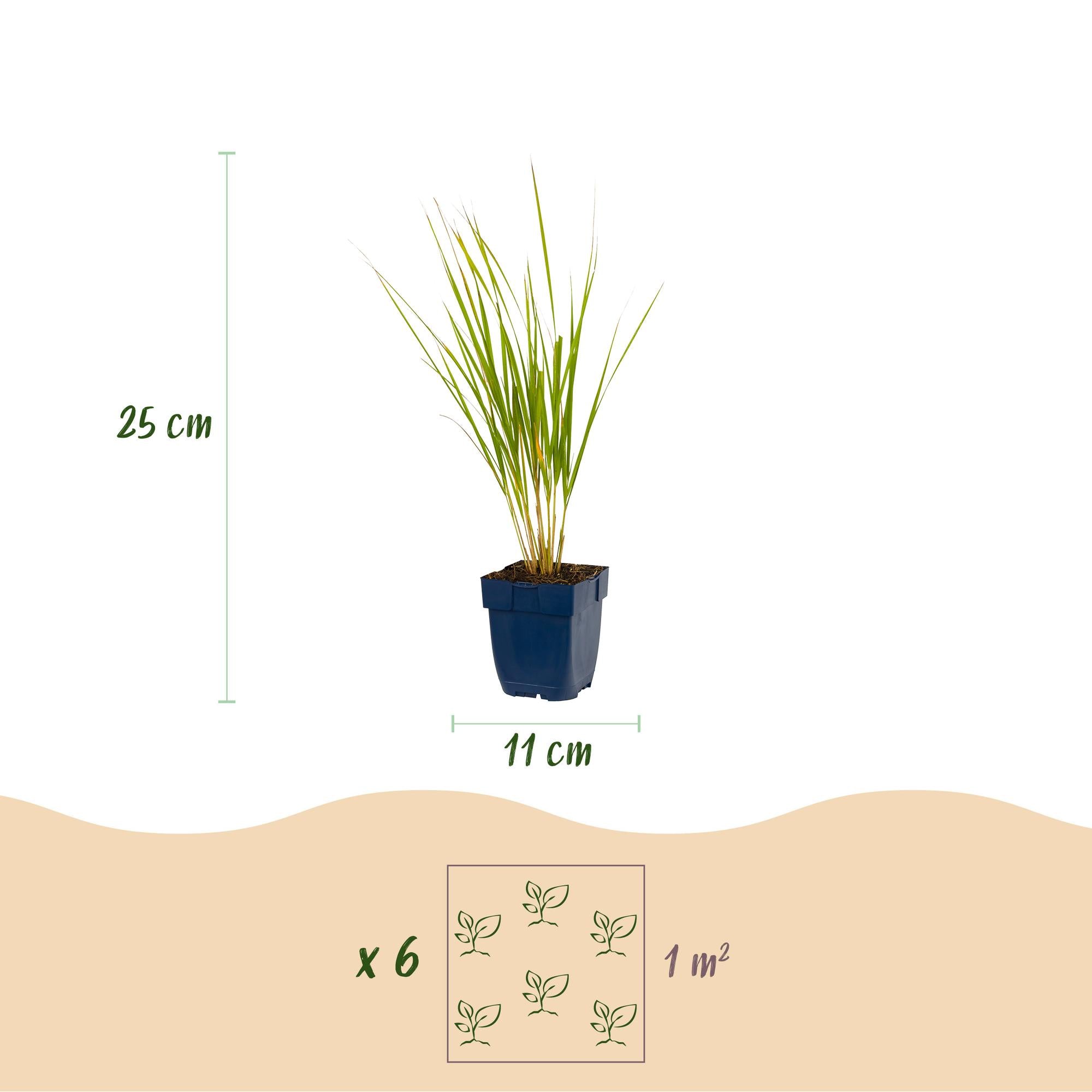 Grassen - Calamagrostis Karl Foerster - Struisriet - Met Pluim - Groen - 24 Planten - Pot 11cm - Hoogte 15-25cm
