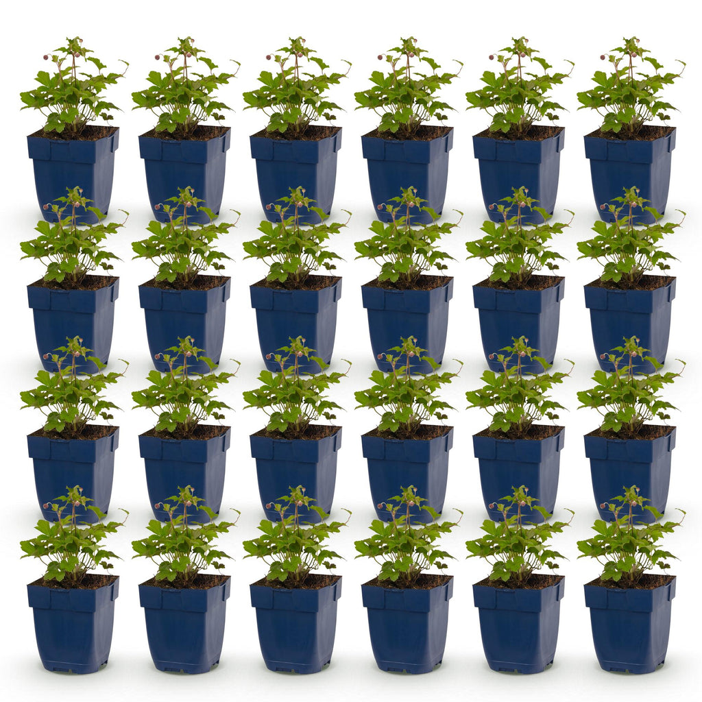 Vasteplant - Anemone hup. Splendens - Herfst Anemoon - Schaduw - Donker Roze - 24 Planten - Pot 11cm - Hoogte 15-25cm