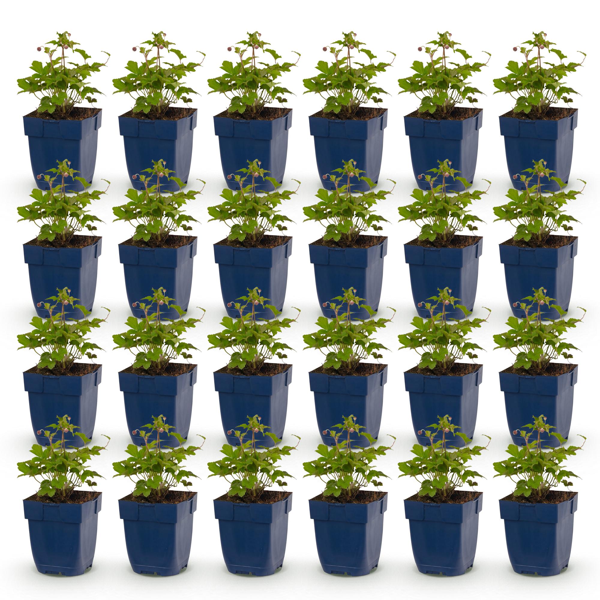 Vasteplant - Anemone hup. Splendens - Herfst Anemoon - Schaduw - Donker Roze - 24 Planten - Pot 11cm - Hoogte 15-25cm