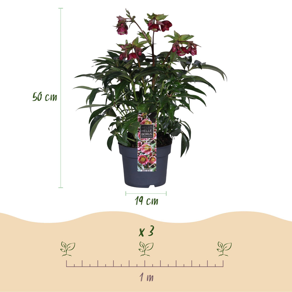 Tuinplant - Lenten Rose - Helleborus Dacaya - Roze Bloem - Groenblijvend - Pot 19cm Hoogte 50cm