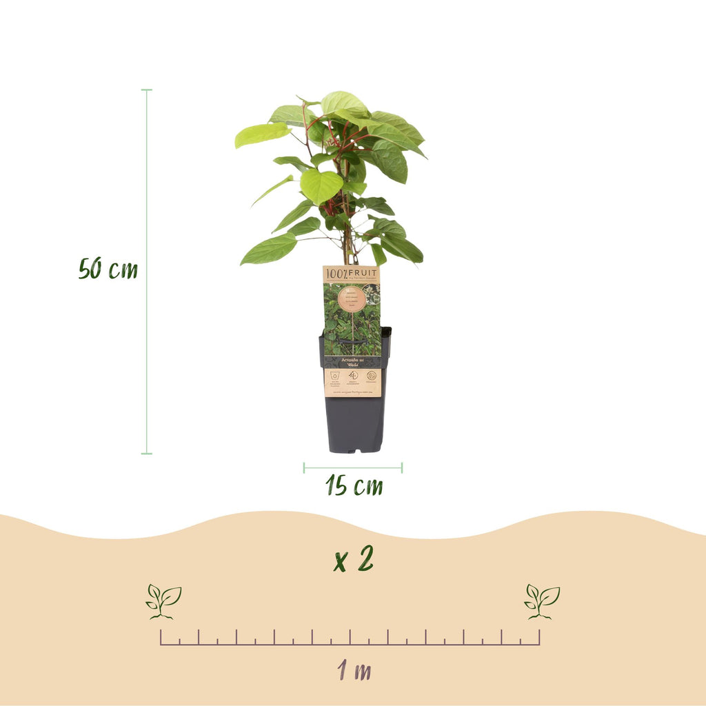 Fruitplant - Actinidia arguta Weiki - Kiwiplant - Mannelijk - Rode - Paarse Vruchtjes - 1 Plant - Pot 15cm - Hoogte 50cm