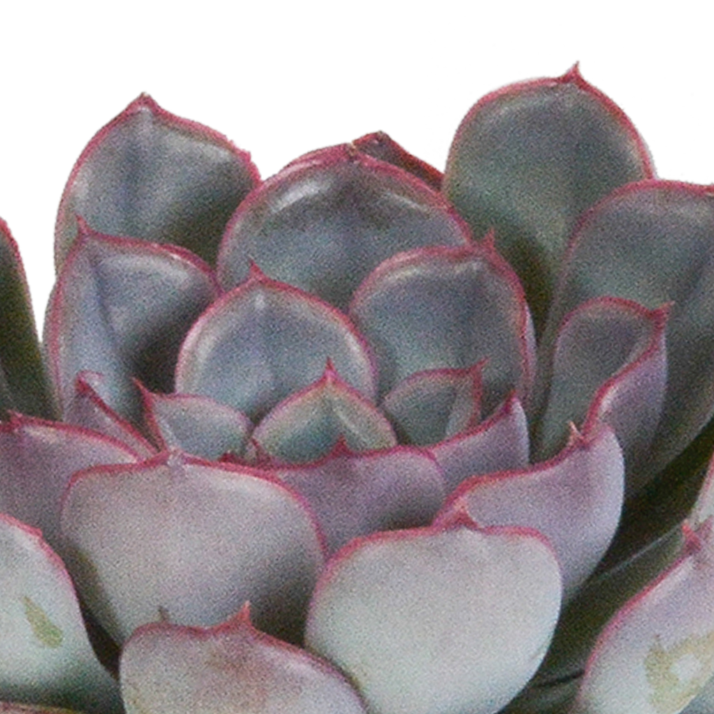 Echeveria mix 8.5 cm - 3x - zonder pot