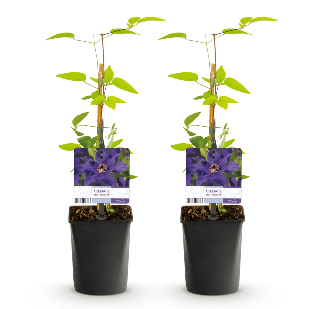 Klimplant - Clematis The President - Bloem Roze - Weinig onderhoud -2 planten -  Pot 11cm Hoogte 40cm