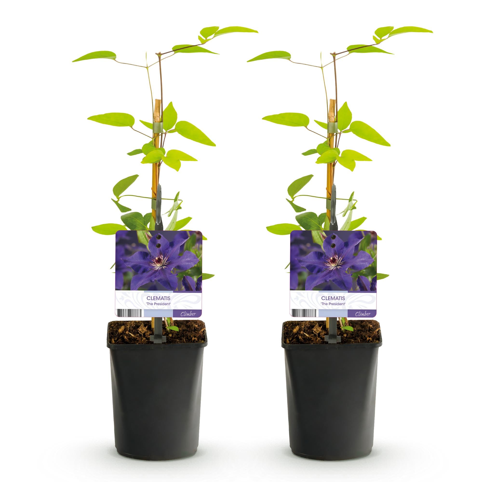 Klimplant - Clematis The President - Bloem Roze - Weinig onderhoud -2 planten -  Pot 11cm Hoogte 40cm