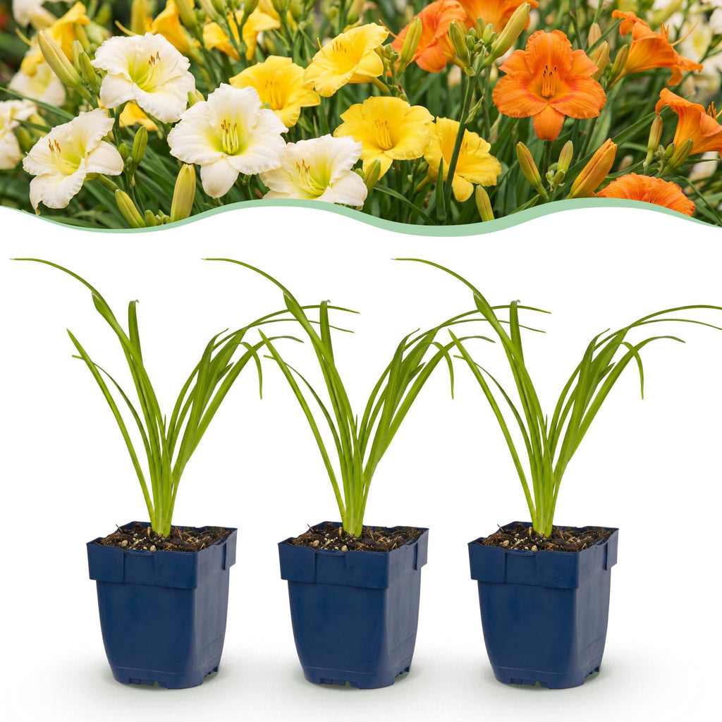 Vasteplant - Hemerocallis Tricolour - Daglelie - Bijen- en vlinderlokkers - Creme - Geel - Rood - 6 Planten - Pot 11cm - Hoogte 15-25cm
