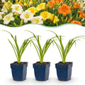 Vasteplant - Hemerocallis Tricolour - Daglelie - Bijen- en vlinderlokkers - Creme - Geel - Rood - 6 Planten - Pot 11cm - Hoogte 15-25cm