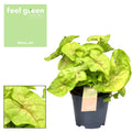 Syngonium Golden Feel Green - Ø14cm - ↕30cm