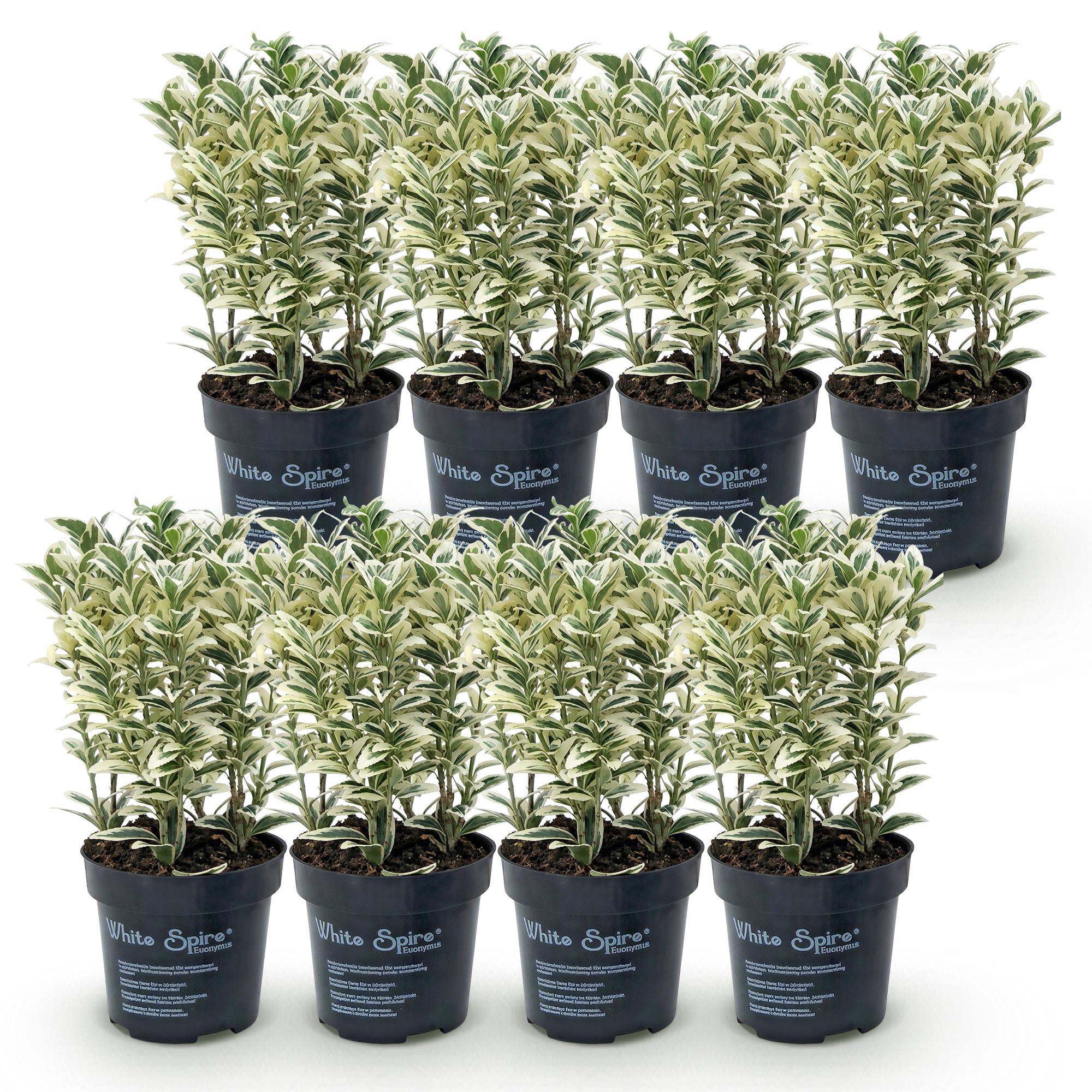 8x Euonymus japonicus White Spire - Kardinaalsmuts - Haagplanten - Groenblijvend - Wit - Groen - Pot 9cm - Hoogte 20-30cm