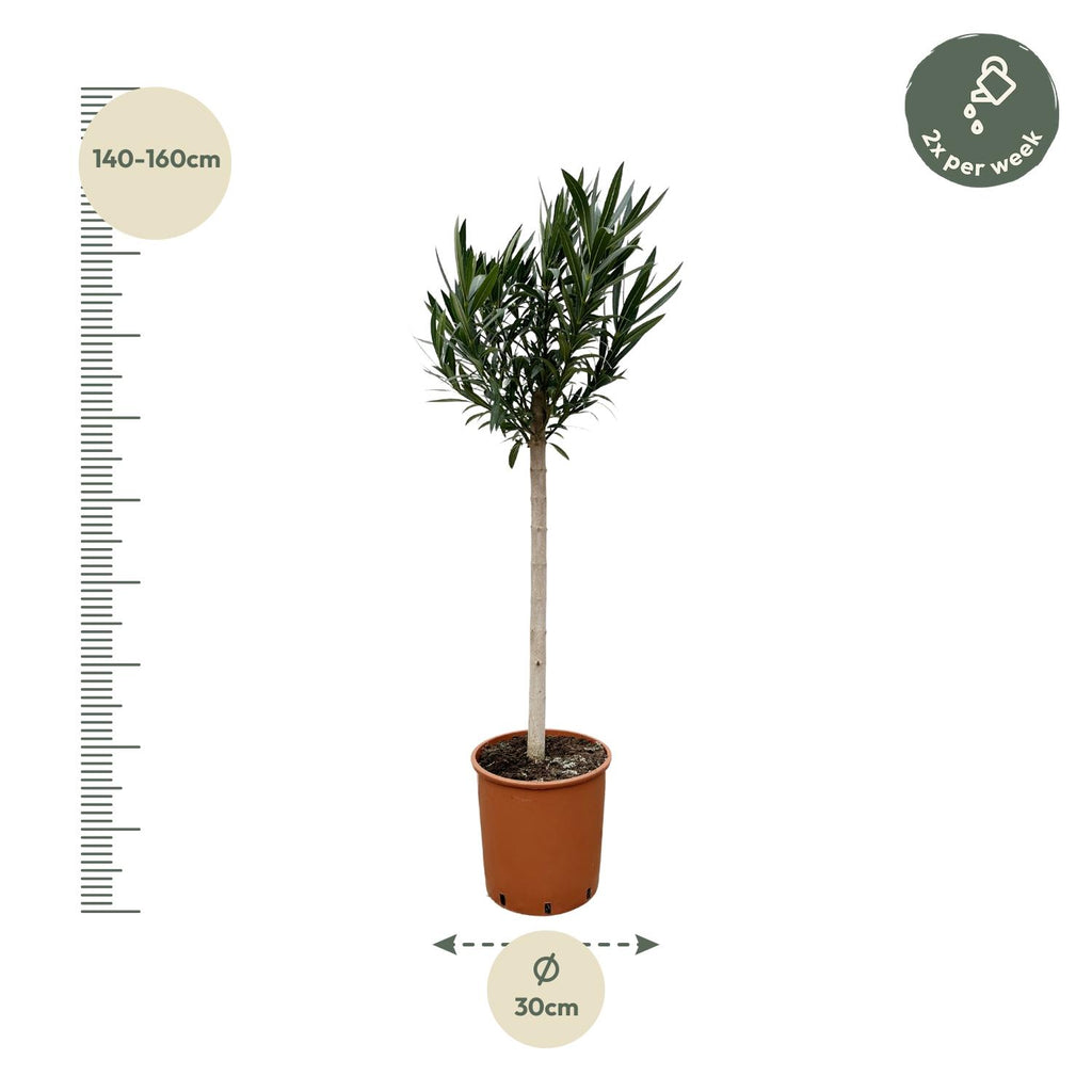 Nerium Oleander op stam met witte bloem - 170cm - Ø30
