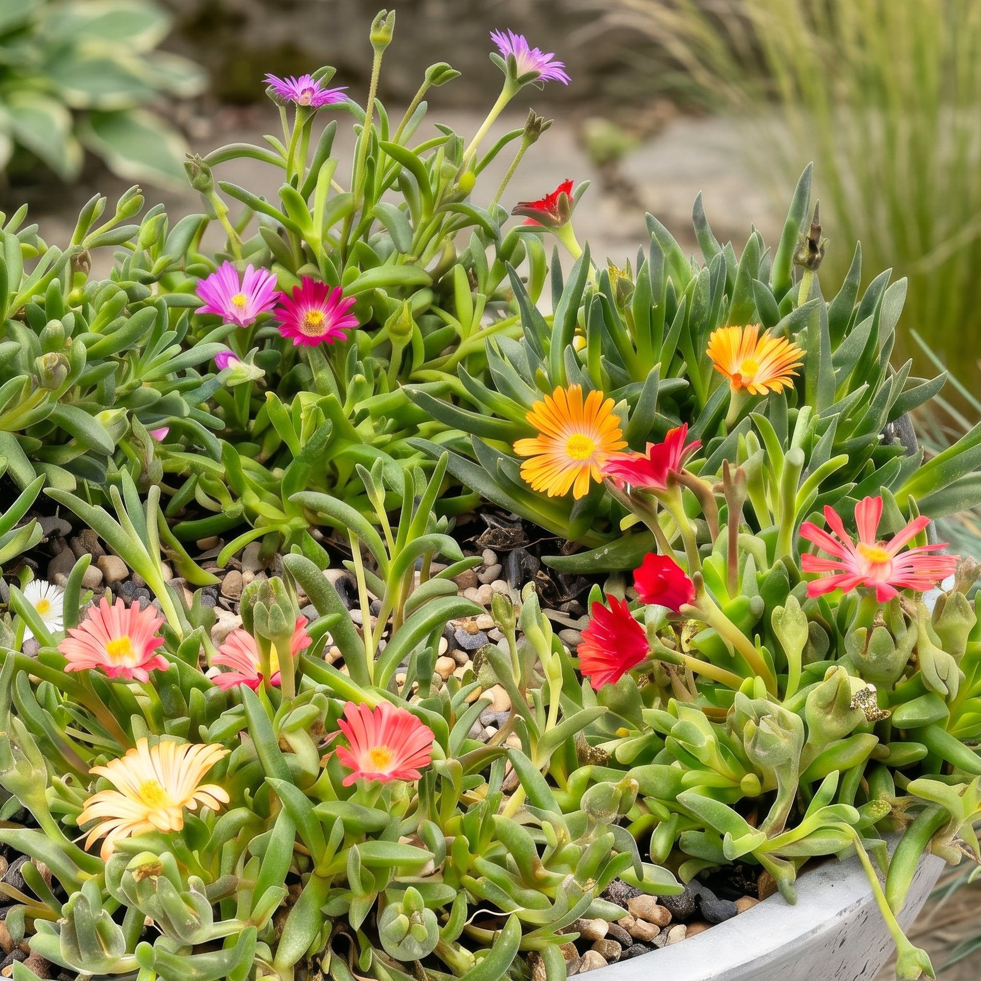 12x - Delosperma mix - Ø7cm - ↕10-12cm