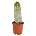 Euphorbia marmorata 17 cm
