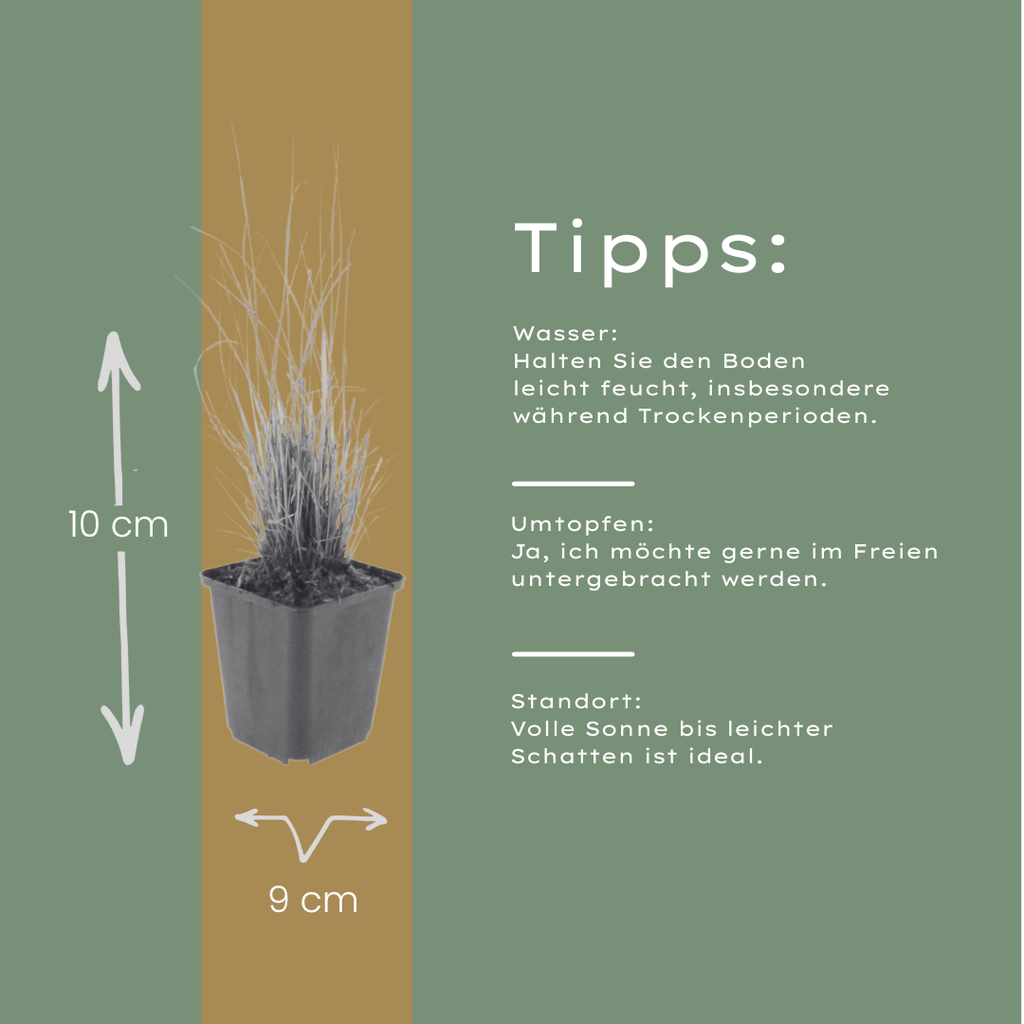 6x Calamagrostis brachytricha - ↕10-25cm - Ø9cm