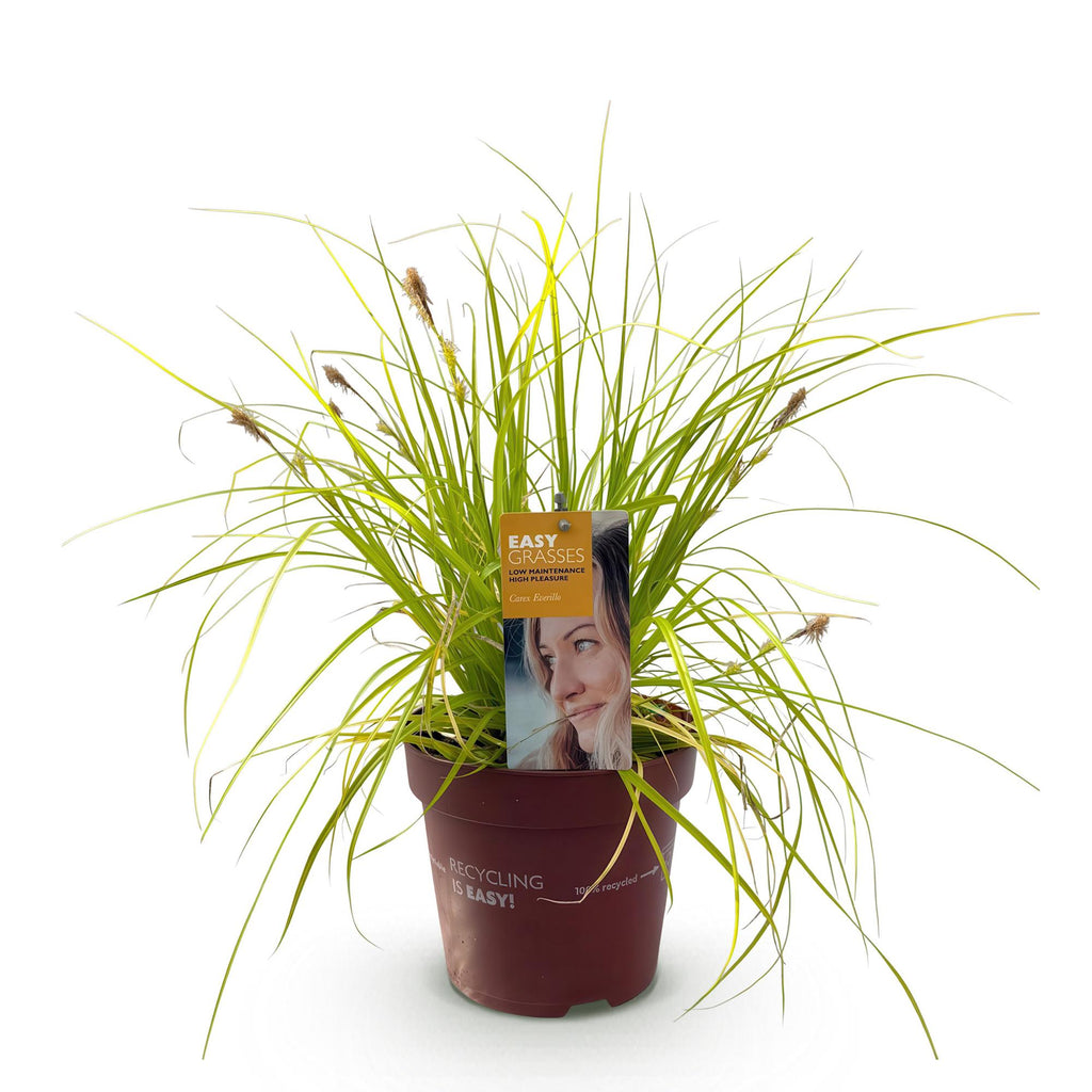 Siergrassen -  Carex oshimensis Everillo - Geel - 1 Planten - Groenblijvend - Winterhard - Pot 17cm Hoogte 50cm