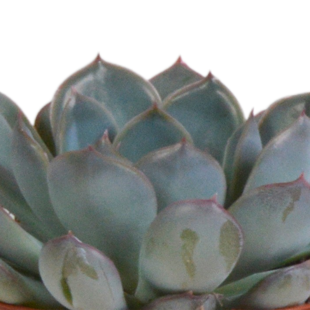 Echeveria mix 8.5 cm - 3x - in terracotta pot