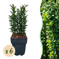 Haagplanten - Euonymus japonica Green Spire -  blad groen - 6 planten - 1 strekkende meter - groenblijvend - pot 17cm hoogte 40cm