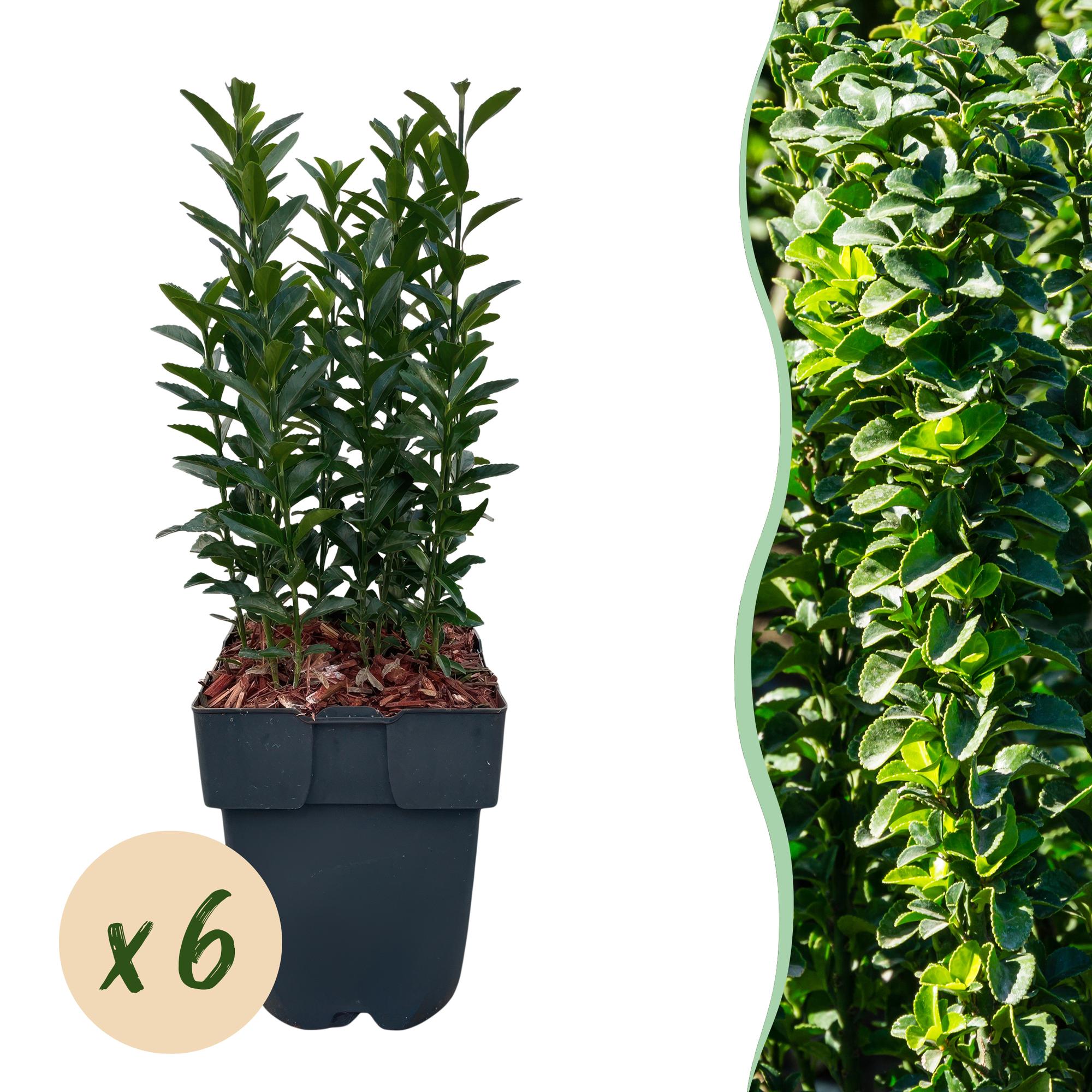 Haagplanten - Euonymus japonica Green Spire -  blad groen - 6 planten - 1 strekkende meter - groenblijvend - pot 17cm hoogte 40cm
