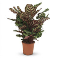 Kamerplant - Pauwenplant - Calathea Makoyana - Groen - Weinig onderhoud - 1 Plant - Pot 19cm - Hoogte 70cm