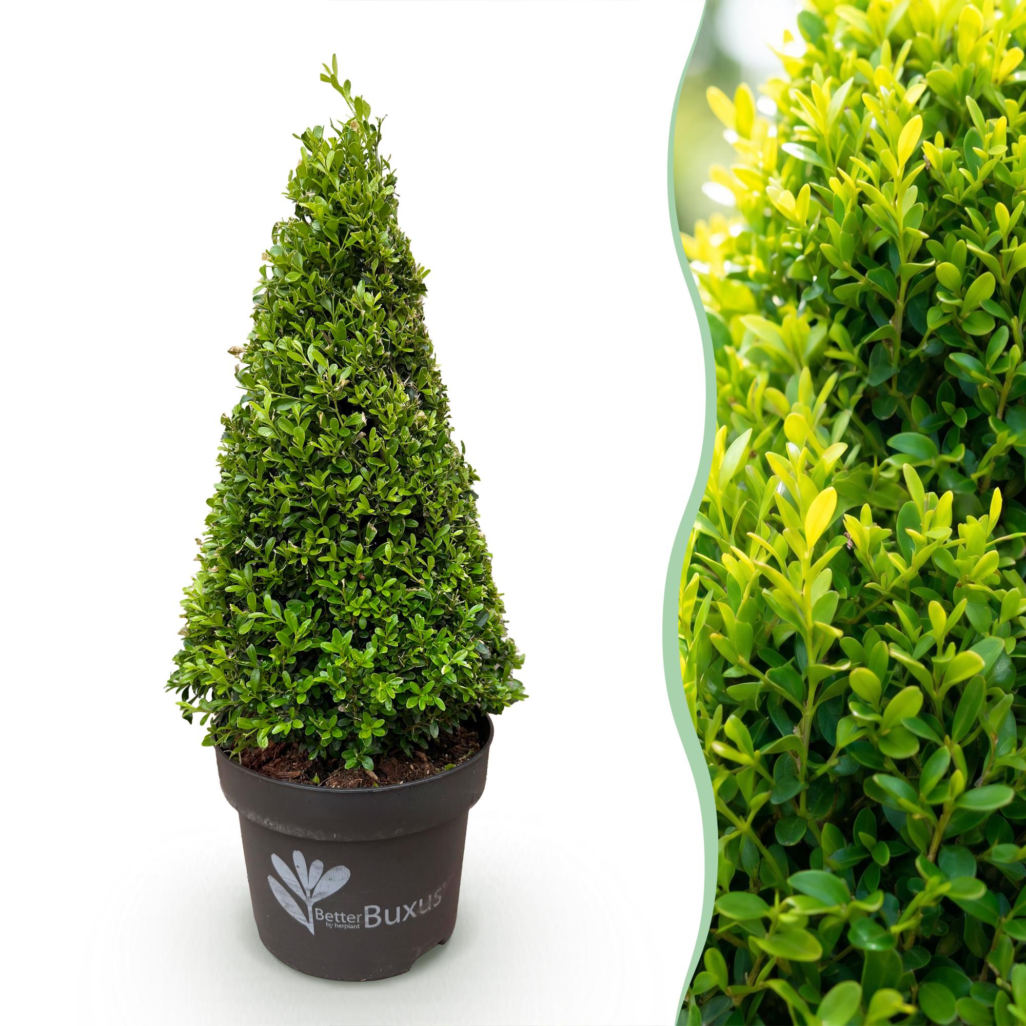Buxus Pyramide - BetterBuxus Skylight - Resistant tegen de Buxus Schimmel - 1 Plant - Pot 23cm Hoogte 60-70cm
