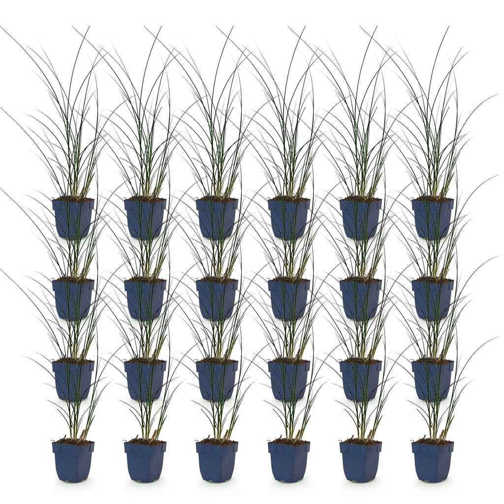 Grassen - Miscanthus sin. Gracillimus - Pampusgras - Met Pluim - Groen - 24 Planten - Pot 11cm - Hoogte 15-25cm