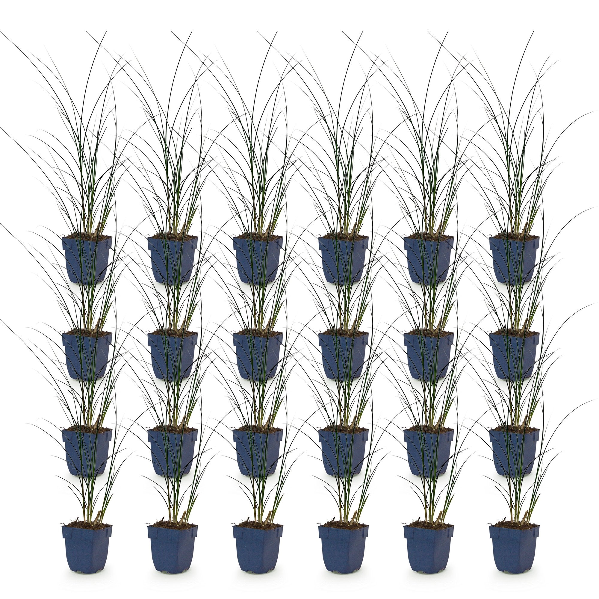 Grassen - Miscanthus sin. Gracillimus - Pampusgras - Met Pluim - Groen - 24 Planten - Pot 11cm - Hoogte 15-25cm