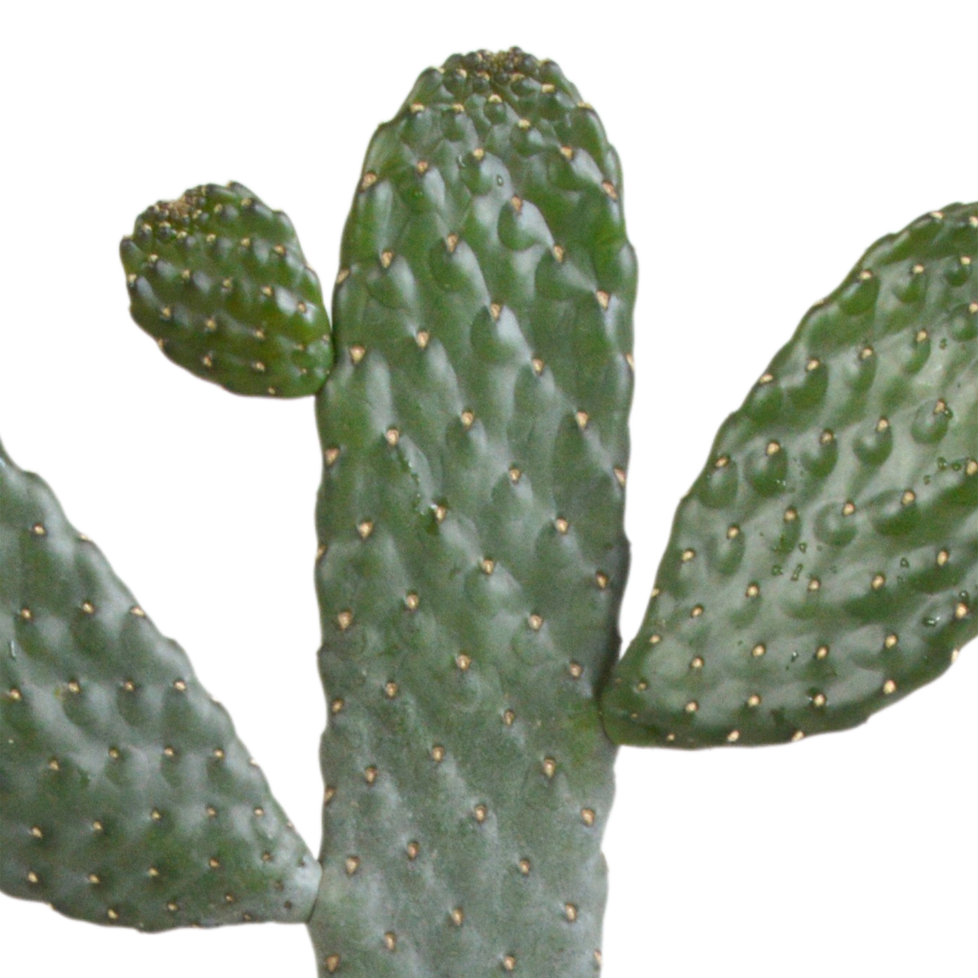 Opuntia consulea - 17cm - zonder pot