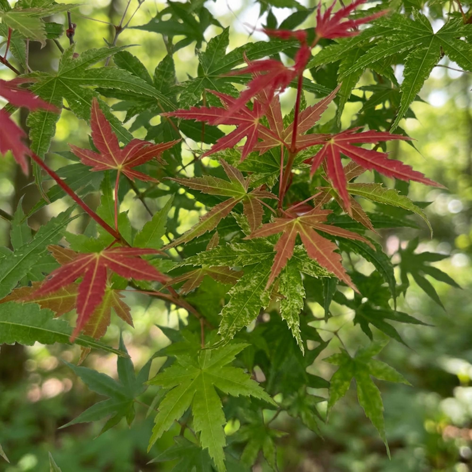 Tuinplant - Acer palmatum Phoenix - Japanse Esdoorn - Bladverliezend - Groen - Rood - 1 - Pot 26cm - Hoogte 90cm