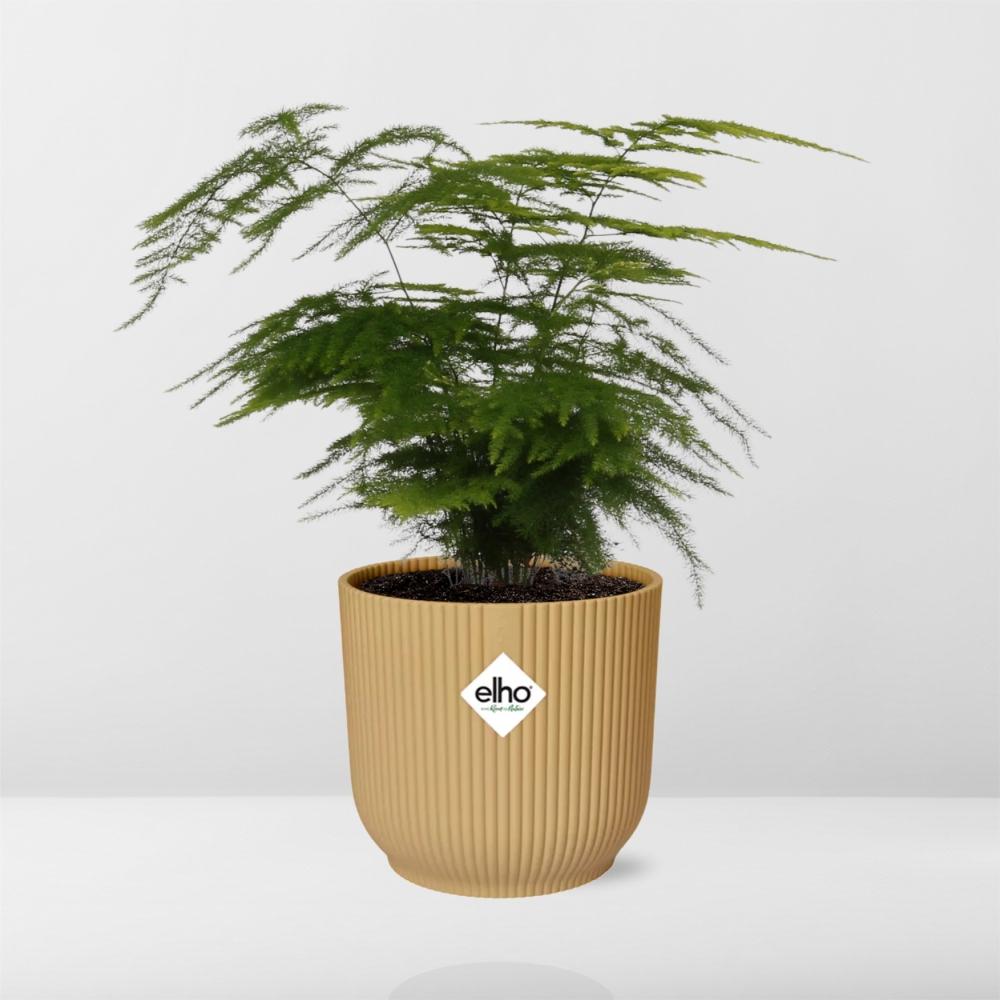 Asparagus Setaceus ‘Plumosus’ in ELHO Vibes Fold 14cm geel