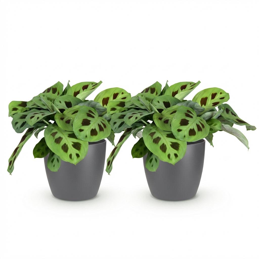 Kamerplant - Maranta Fascinator Kerchoveana - Zebraplant - Huisdiervriendelijke Plant - Groen - 2 Planten - met Potter Grijs - Pot 12cm - Hoogte 25cm