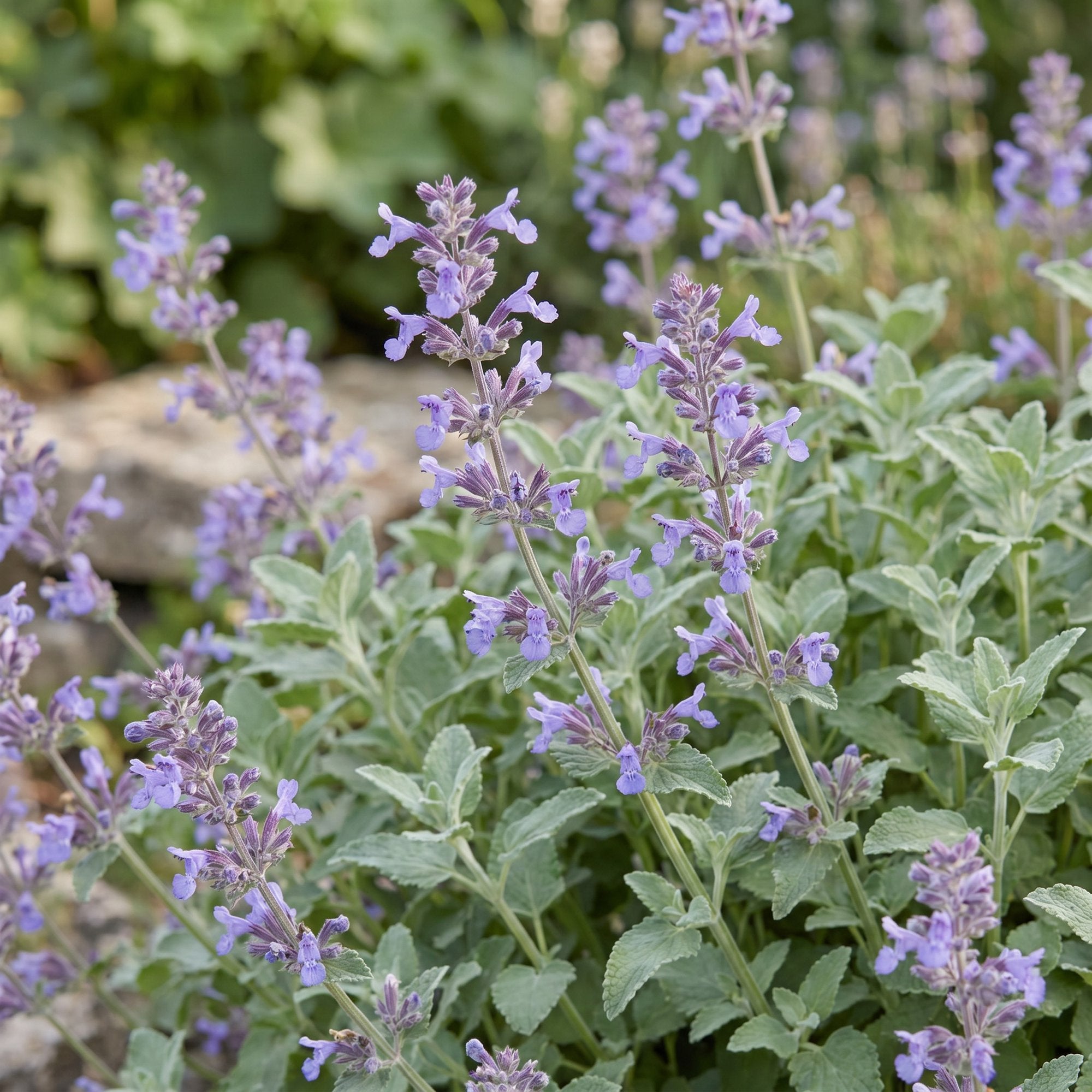 Vasteplant - Nepeta faassenii - Kattenkruid - Bijen- en vlinderlokkers - Paars - 6 Planten - Pot 11cm - Hoogte 15-25cm